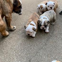 Bulldogs from Poplarhill Bulldogs