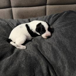 Matcha - White and black female Xoloitzcuintli puppy in Manitowoc, Wisconsin from Wonderland Kennel