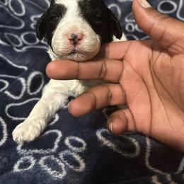 Hattie - Parti female Poodle puppy in Berkeley, California from Poodle Parade