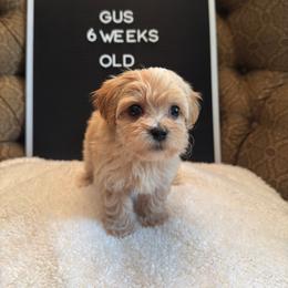 Gus - Apricot male Maltipoo puppy in Wesley Chapel, Florida from Pepper Patch Puppies