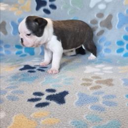 Violet - Brindle and white female Boston Terrier puppy in Billings, Missouri from Azaleas Euro Boxers & Boston Terriers