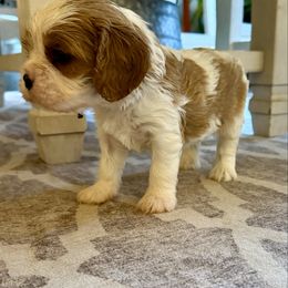Acorn - Blenheim male Cavalier King Charles Spaniel puppy in Port Orchard, Washington from Cavaliers of House Northup