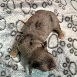 Kallias - Black and tan male Dachshund puppy in Park Hills, Missouri from Ozark Miniature Dachshunds