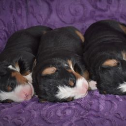 Bernese Mountain Dog Puppies from Brookwood Bernese Mountain Dogs