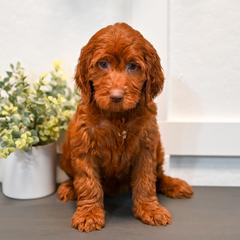 Aussiedoodle, Bernedoodle, Goldendoodle, and Irish Doodle Puppies from Sun Valley Goldendoodles
