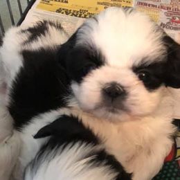 Shih Tzus from Shih Tzu Puppies