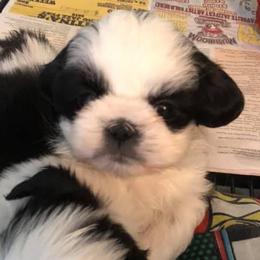 Shih Tzus from Shih Tzu Puppies