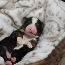 Kindle - Tri-color female Bernedoodle puppy in Delta, Pennsylvania from KEE Bernedoodles