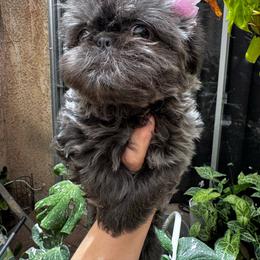 Blush - Blue female Shih Tzu puppy in Apple Valley, California from Southern California Shih Tzu Palace