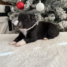 Black girl - Black & white female Australian Shepherd puppy in Buckeye, Arizona from Wranglin Farms
