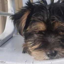 Yorkshire Terriers from Keonia's Yorkshire Terriers