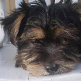 Yorkshire Terriers from Keonia's Yorkshire Terriers