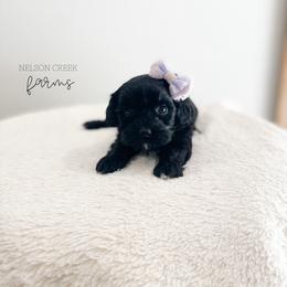 Purple - Lana Lang - Black & white female Maltipoo puppy in Huntsville, Texas from Nelson Creek Farms