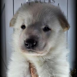 Jarvis - White male German Shepherd puppy in Sequim, Washington from German Shepherd Haus