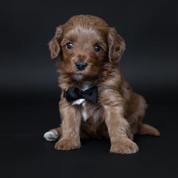 Boy 2 - male Goldendoodle puppy in Seymour, Missouri from Grace Acres Puppies