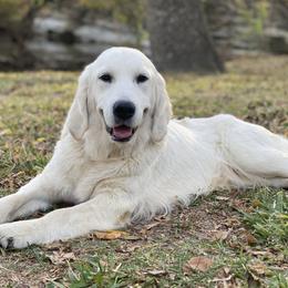 Lemmon - Golden Retriever