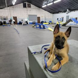 Belgian Malinois Puppies from S & S Kennel