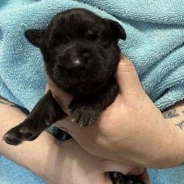 Ms. Rose - Reddish brown female Leonberger puppy in Cypress, Texas from Magnolia Leos