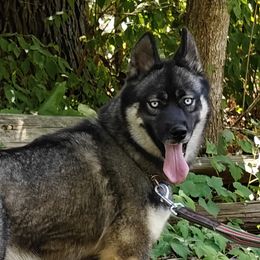 Sitka - Siberian Husky