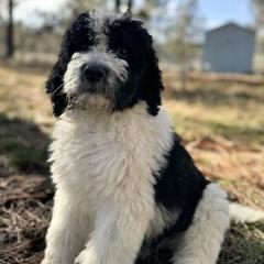 Aussiedoodle, Poodle, and Saint Berdoodle Puppies from Remington Kennels, LLC