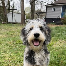 Aussiedoodle and Australian Shepherd All Grown Up from Australian Shepherds of C4 Farms