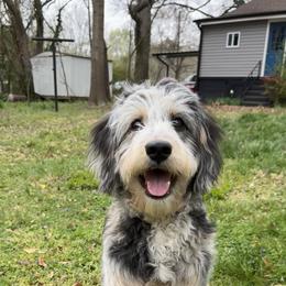 Aussiedoodle and Australian Shepherd All Grown Up from Australian Shepherds of C4 Farms
