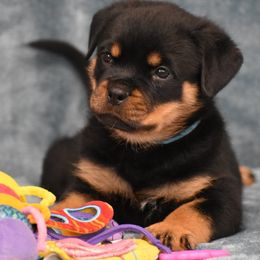 Domino - Black and mahogany male Rottweiler puppy in Catawissa, Pennsylvania from Sharp Ridge Rottweilers