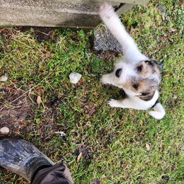 Jack Russell Terrier Puppies from Ethical Jacks
