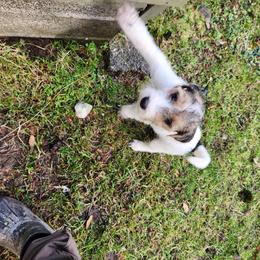 Jack Russell Terrier Puppies from Ethical Jacks
