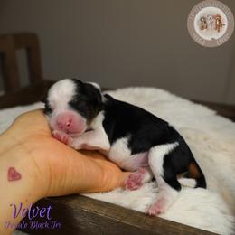Velvet - Black tri-color female Aussiedoodle puppy in Fort Myers, Florida from Little Golden Farm