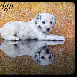 Sovereign (Homozygous LUA) - White and black male Dalmatian puppy in Salem, Missouri from Paradise Spots Dalmatians