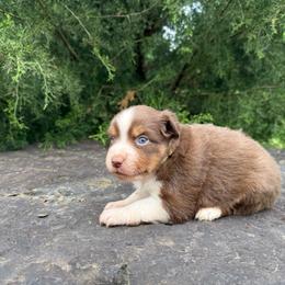 RTF - Yellow Collar - Red tri female Miniature Australian Shepherd puppy in Natural Dam, Arkansas from Natural State Aussies