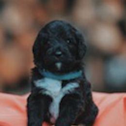Assorted Doodle Crosses, Newfoundlands, and Poodles from Great Pawsabilities Kennels