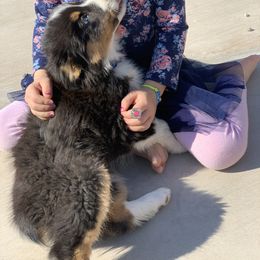 Australian Shepherd Puppies from Far Out Aussies