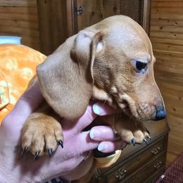 Josey's smooth boy - Red male Dachshund puppy in Wheatfield, Indiana from Wines Wienery