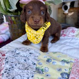 Cocoa Bean - Chocolate and tan male Dachshund puppy in Middleton, Idaho from Doodle Doxie