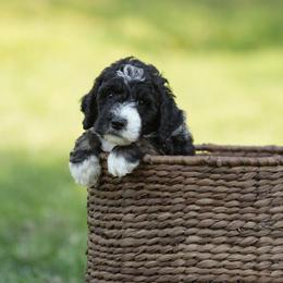 Oak - Tri-color male Bernedoodle puppy in Delta, Pennsylvania from KEE Bernedoodles