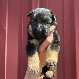 Gunner (light blue collar) - Black and red male German Shepherd puppy in Union City, Ohio from God’s Gifts German Shepherds