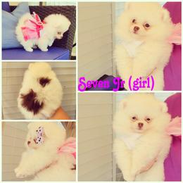 Pomeranian Puppies from Dolcebellezza’s Poms