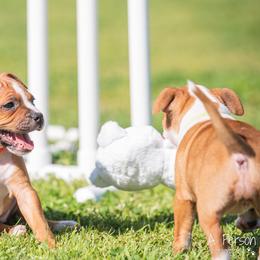 Staffordshire Bull Terrier Puppies from Vivace Staffords