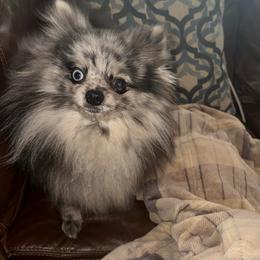 Farrah - Pomeranian