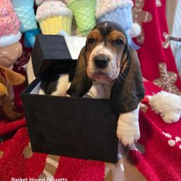 Eve - Black brown and white female Basset Hound puppy in Big Rapids, Michigan from Basket Hound Bassets