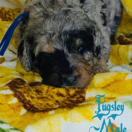 Pugsley - Merle male Bernedoodle puppy in Beecher, Illinois from Erica’s Doodles