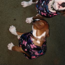 Boxer Puppies from Whynot Blue Ridge Mountain Boxer's