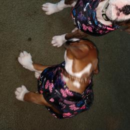 Boxer Puppies from Whynot Blue Ridge Mountain Boxer's