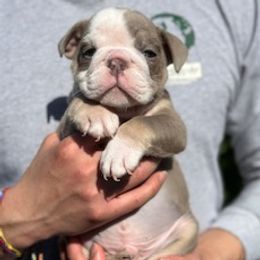 Silver - Lilac tri-color male Bulldog puppy in Atwater, California from Raised By Santiago