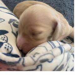 Kody-Orange collar - Cream male Dachshund puppy in Lake Mary, Florida from Lakeside Doxies