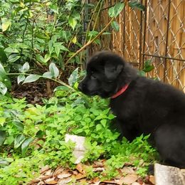German Shepherd Puppies from Saint Pete Sheps