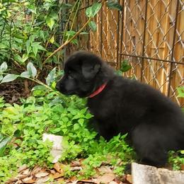 German Shepherd Puppies from Saint Pete Sheps