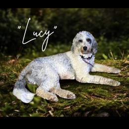 Lucy - Sheepadoodle
